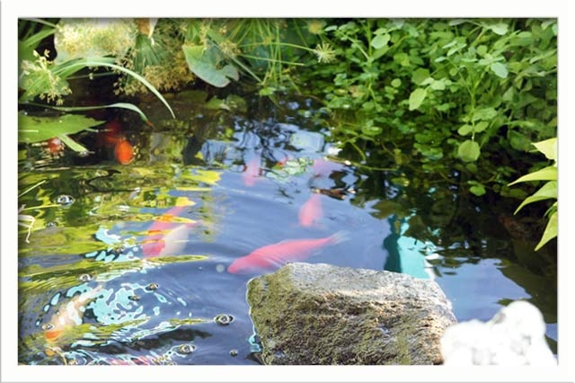 Fish swim in the gazebo pond, turtles also - not shown