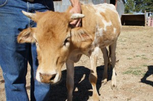 ferncrest off-grid mini-cows
